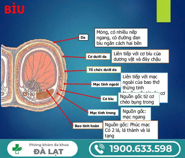 Hình ảnh minh họa